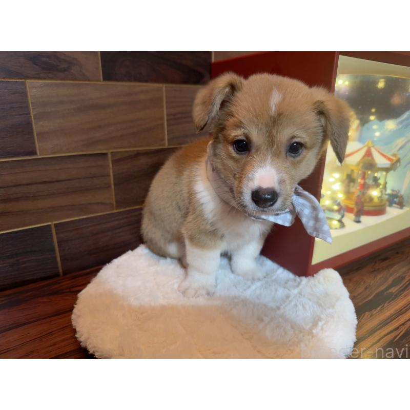 販売中の岐阜県のウェルシュコーギーペンブローク-436728の8枚目