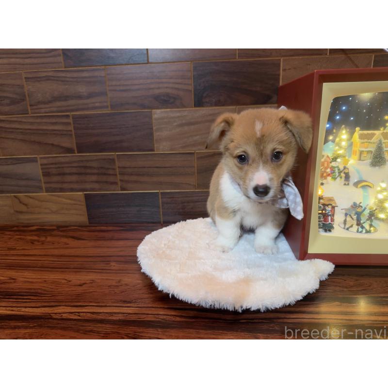 販売中の岐阜県のウェルシュコーギーペンブローク-436728の7枚目