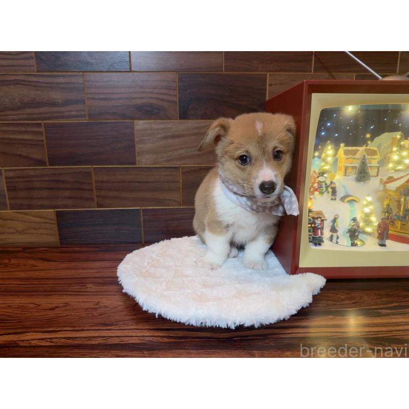 販売中の岐阜県のウェルシュコーギーペンブローク-436728の6枚目