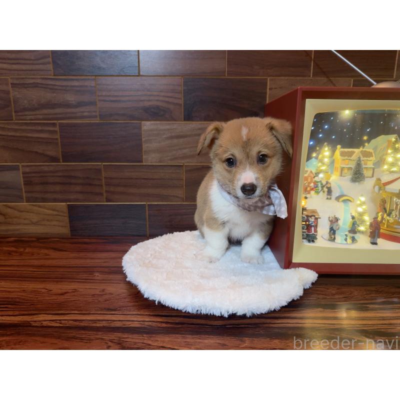 販売中の岐阜県のウェルシュコーギーペンブローク-436728の5枚目