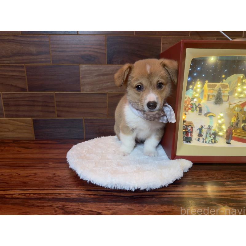 販売中の岐阜県のウェルシュコーギーペンブローク-436728の4枚目