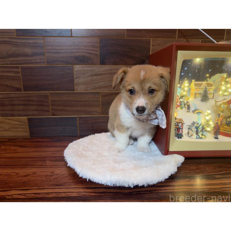 販売中の岐阜県のウェルシュコーギーペンブローク-436728の3枚目