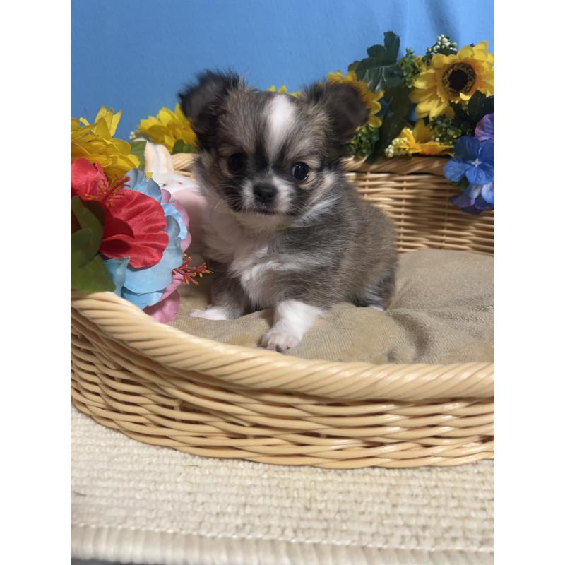 販売中の福岡県のチワワ(ロングコート)-436731の12枚目