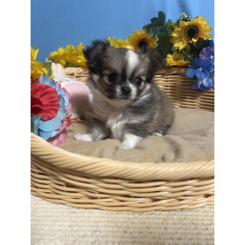 販売中の福岡県のチワワ(ロングコート)-436731の11枚目