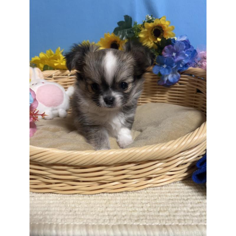 販売中の福岡県のチワワ(ロングコート)-436731の10枚目