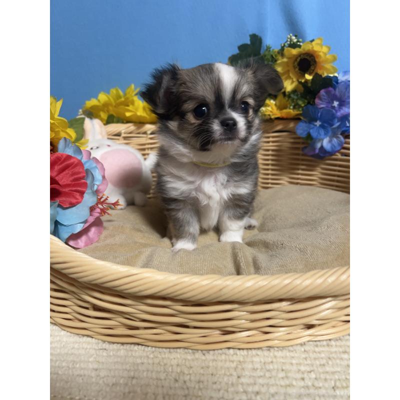 販売中の福岡県のチワワ(ロングコート)-436731の8枚目