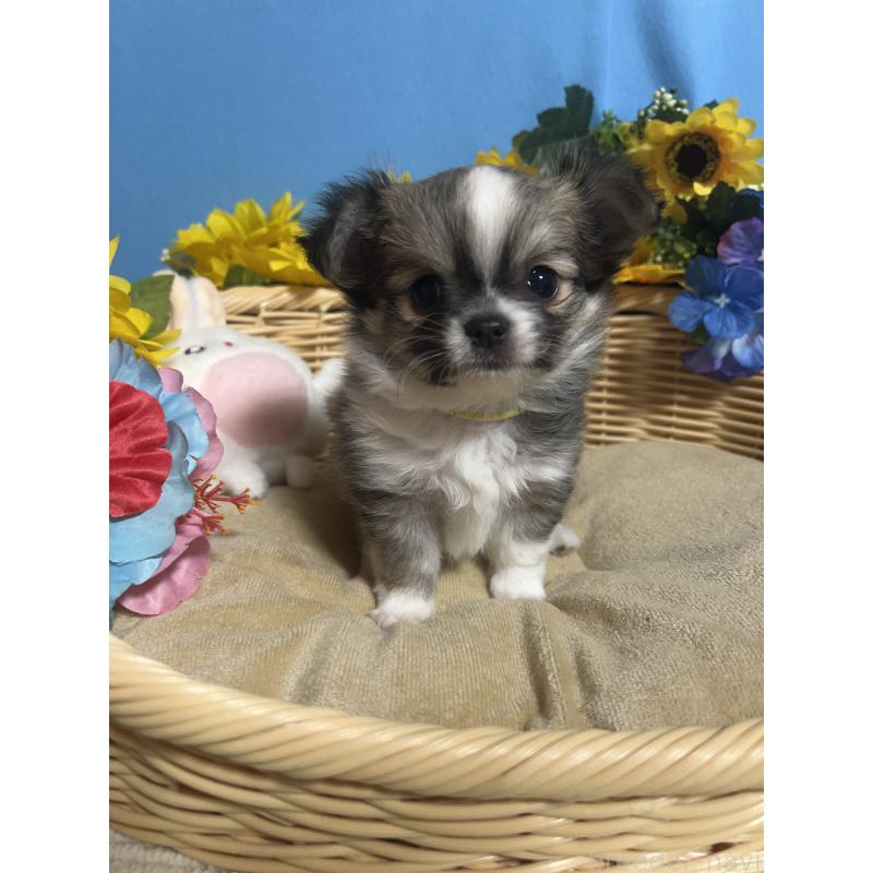 販売中の福岡県のチワワ(ロングコート)-436731の7枚目