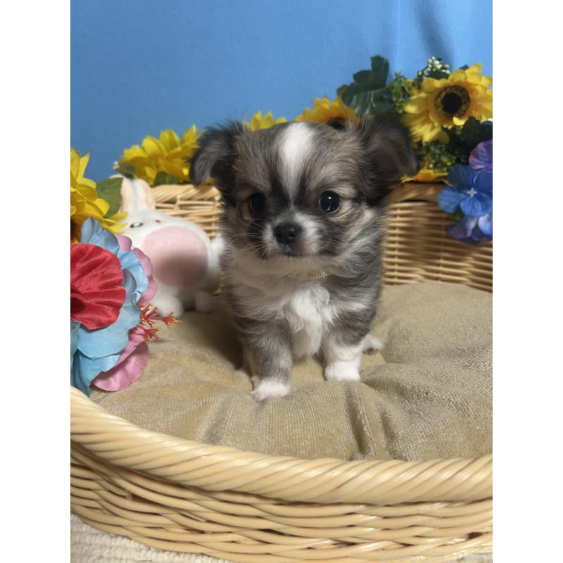 販売中の福岡県のチワワ(ロングコート)-436731の6枚目