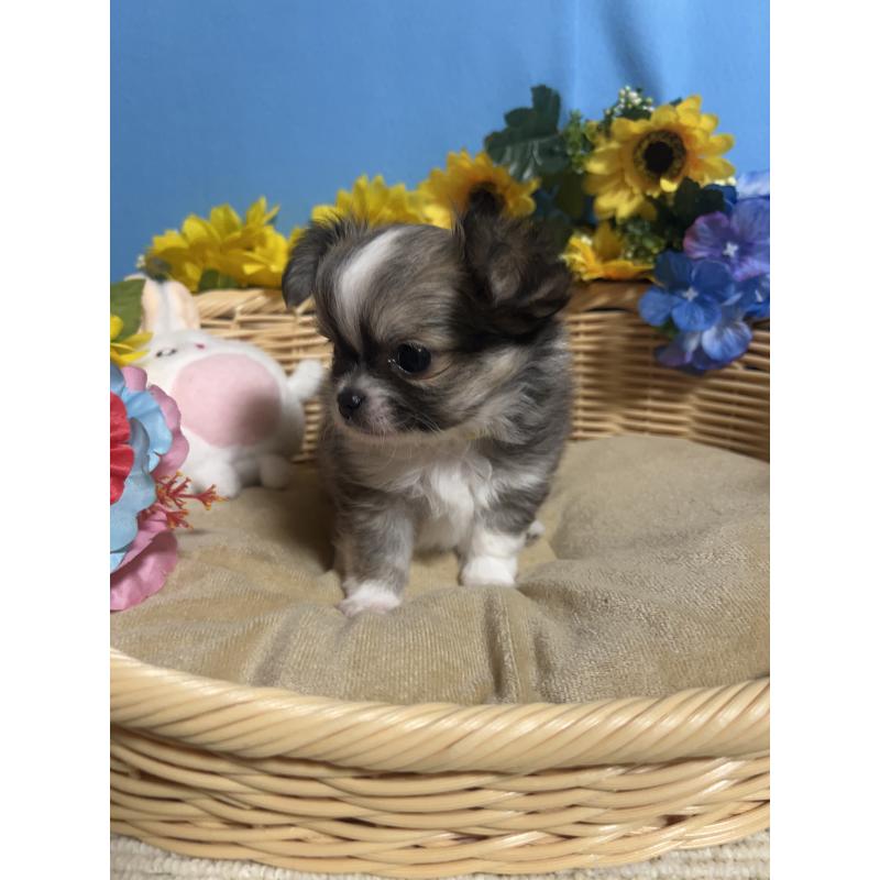 販売中の福岡県のチワワ(ロングコート)-436731の5枚目