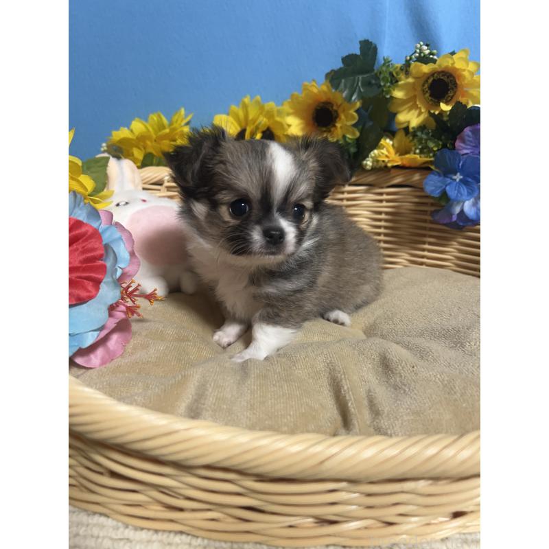 販売中の福岡県のチワワ(ロングコート)-436731の4枚目