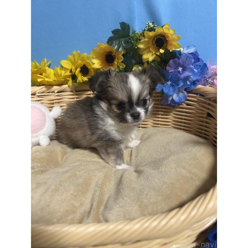 販売中の福岡県のチワワ(ロングコート)-436731の3枚目