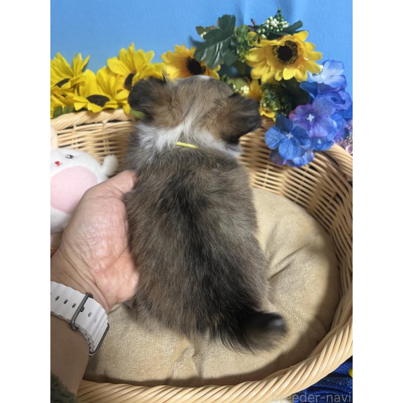 販売中の福岡県のチワワ(ロングコート)-436731の2枚目