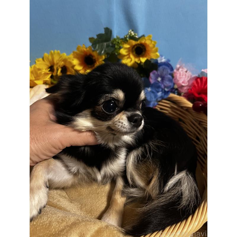 コムギちゃん1枚目