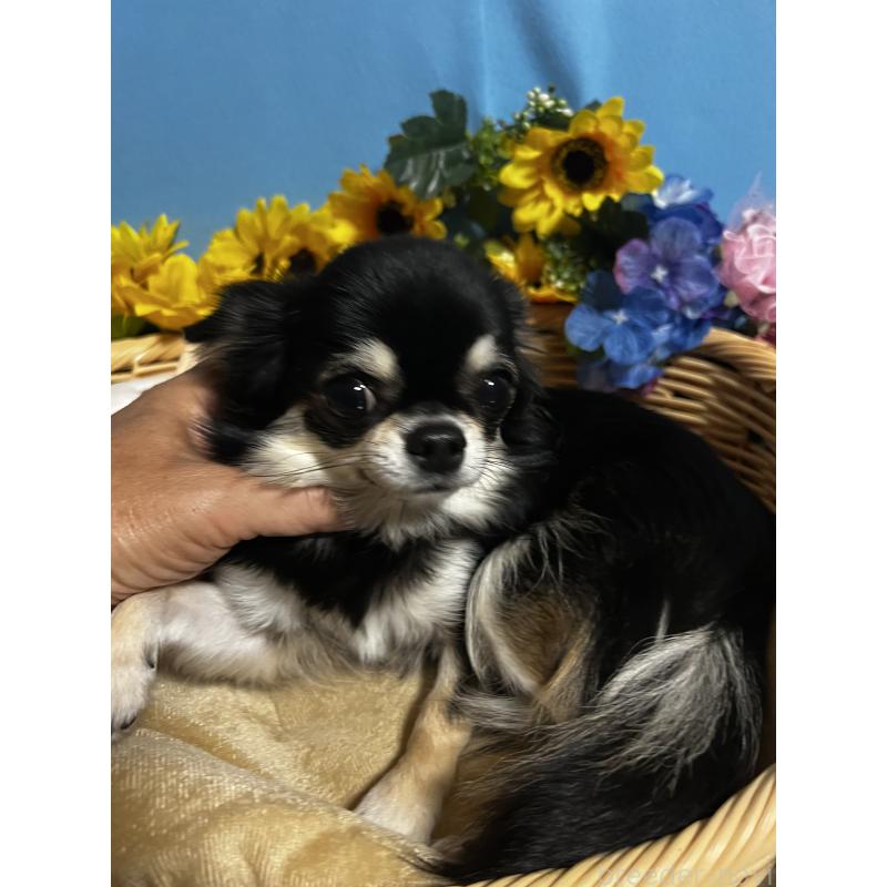 コムギちゃん1枚目