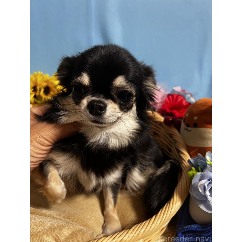 コムギちゃん1枚目