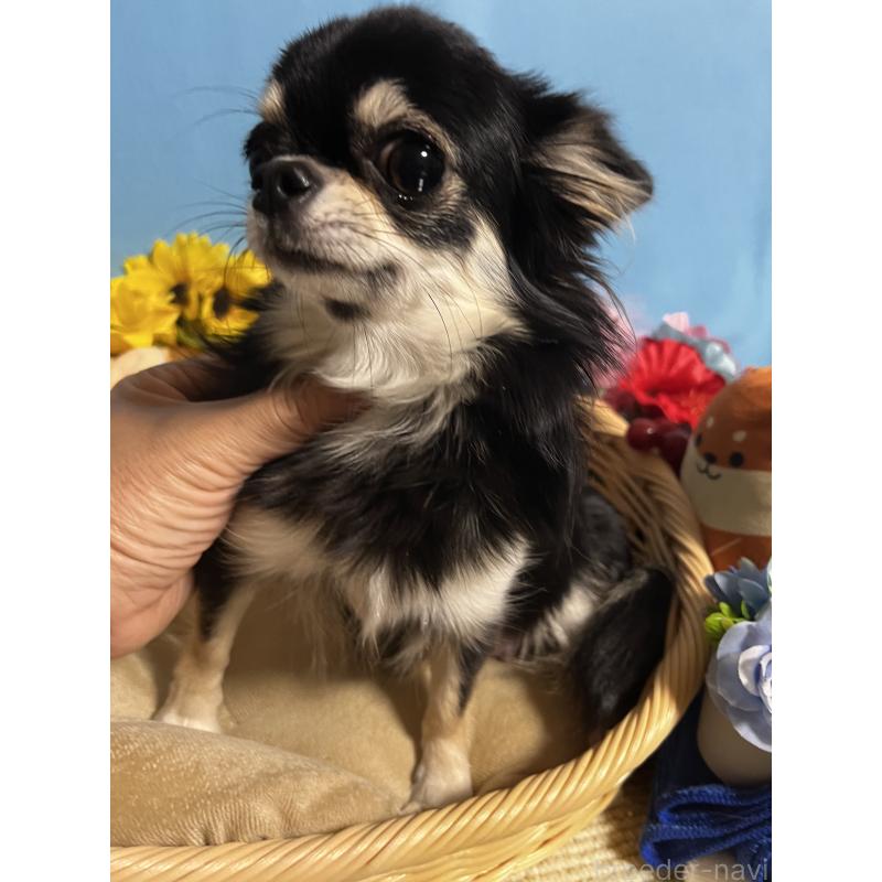 コムギちゃん1枚目