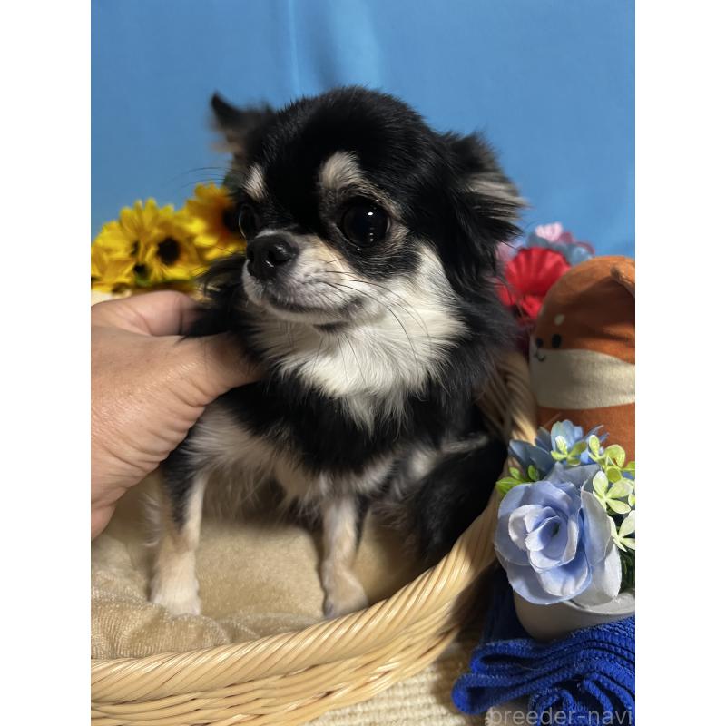 コムギちゃん1枚目