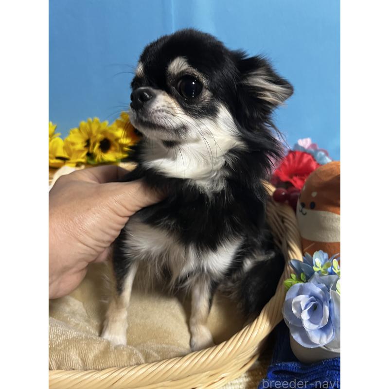 コムギちゃん1枚目