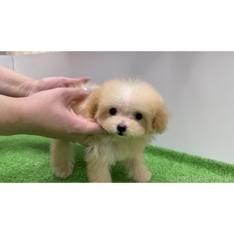 成約済の新潟県のティーカッププードル-436231の9枚目