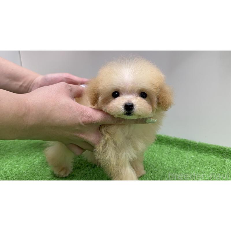 成約済の新潟県のティーカッププードル-436231の8枚目