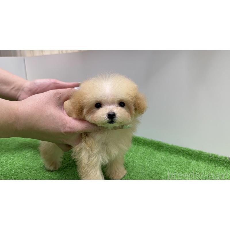 成約済の新潟県のティーカッププードル-436231の7枚目