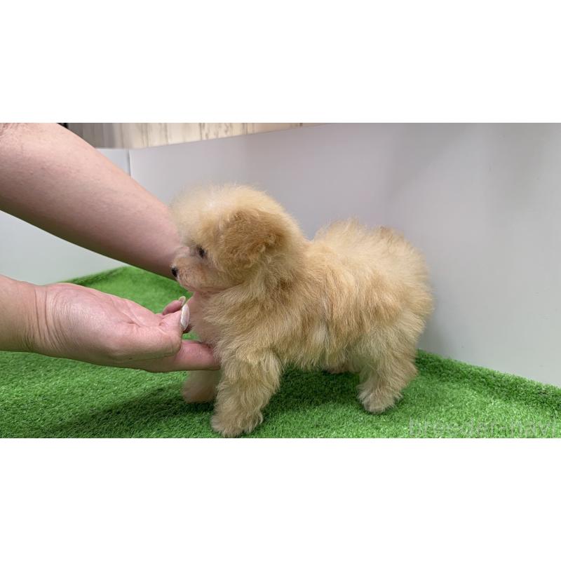 成約済の新潟県のティーカッププードル-436231の6枚目