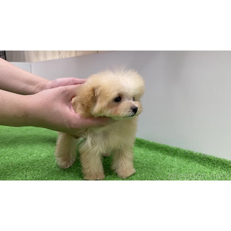 成約済の新潟県のティーカッププードル-436231の5枚目