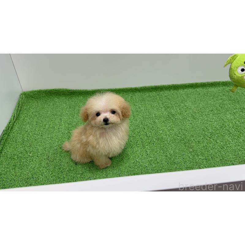 成約済の新潟県のティーカッププードル-436231の4枚目