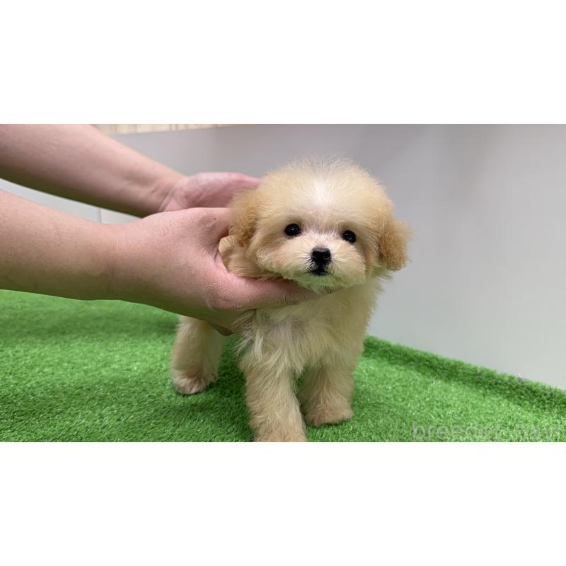 成約済の新潟県のティーカッププードル-436231の3枚目