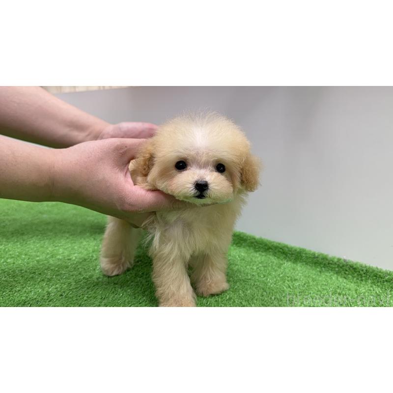 成約済の新潟県のティーカッププードル-436231の2枚目