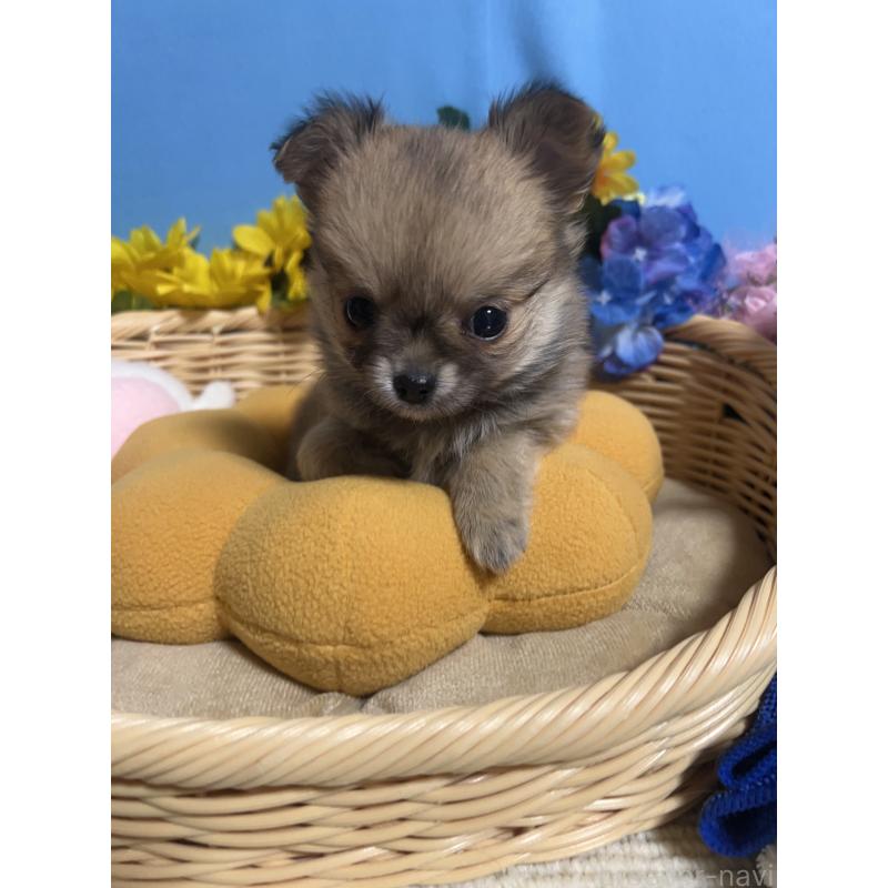 販売中の福岡県のチワワ(ロングコート)-436732の10枚目