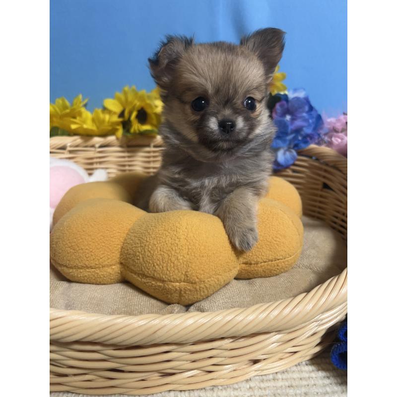 販売中の福岡県のチワワ(ロングコート)-436732の9枚目