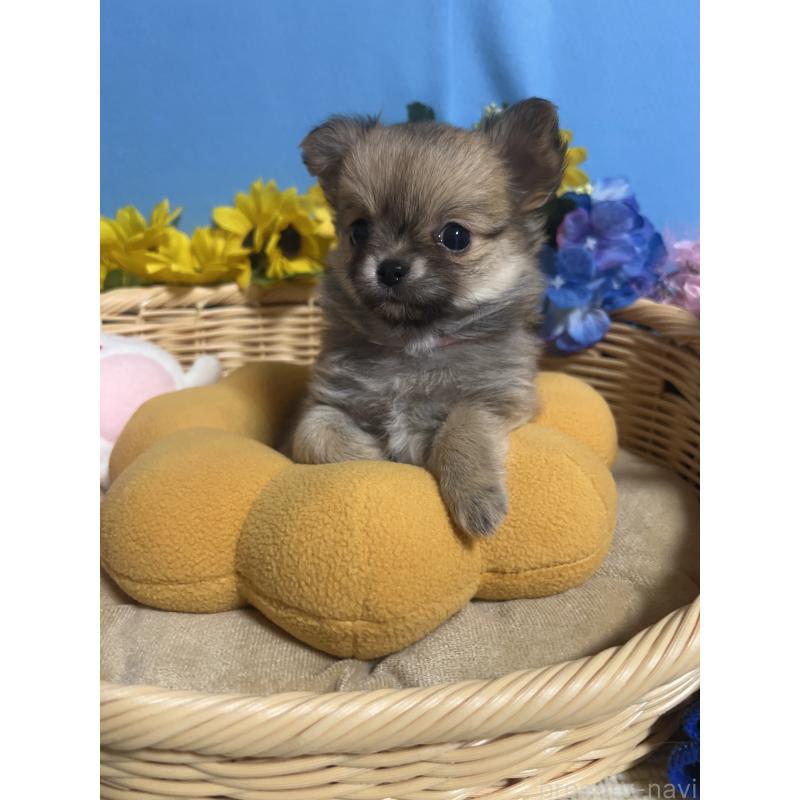 販売中の福岡県のチワワ(ロングコート)-436732の8枚目