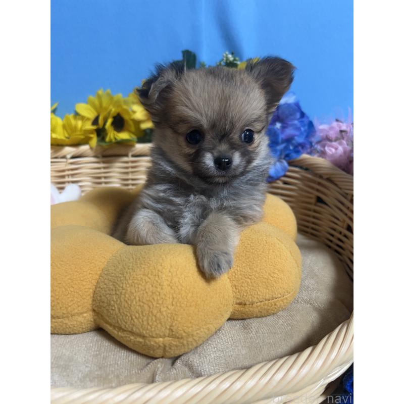 販売中の福岡県のチワワ(ロングコート)-436732の7枚目