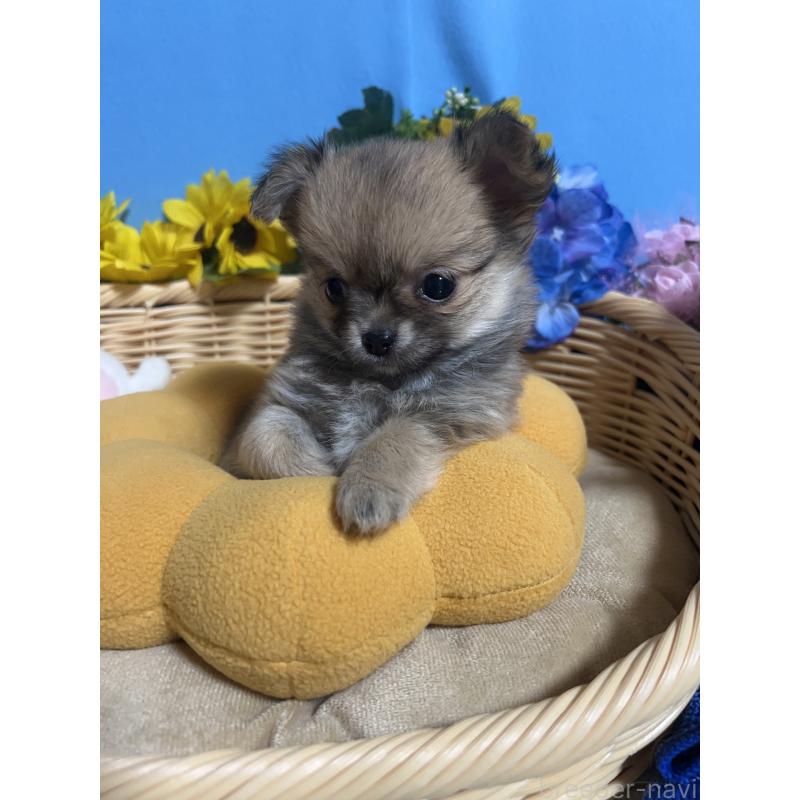 販売中の福岡県のチワワ(ロングコート)-436732の6枚目