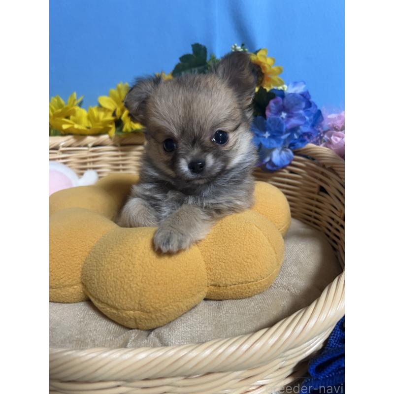 販売中の福岡県のチワワ(ロングコート)-436732の5枚目