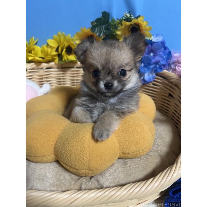 販売中の福岡県のチワワ(ロングコート)-436732の4枚目