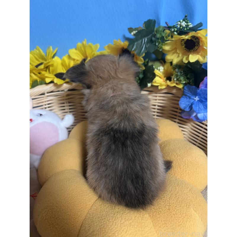 販売中の福岡県のチワワ(ロングコート)-436732の3枚目