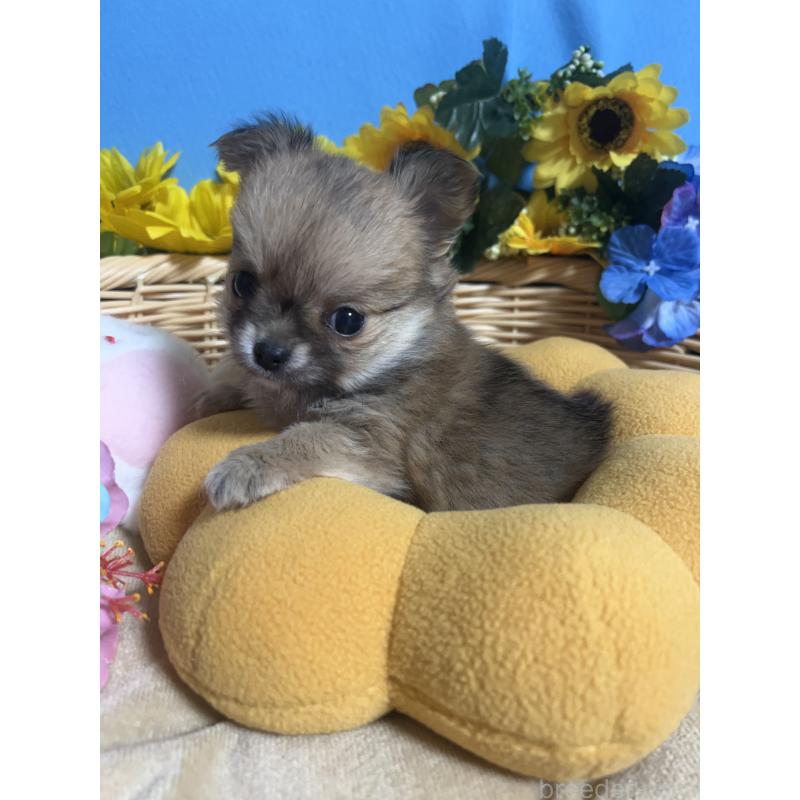 販売中の福岡県のチワワ(ロングコート)-436732の2枚目