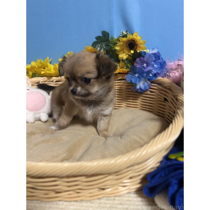 販売中の福岡県のチワワ(ロングコート)-436733の8枚目