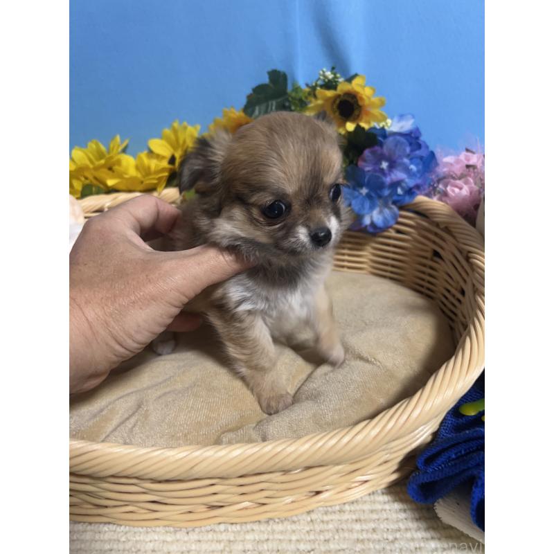 販売中の福岡県のチワワ(ロングコート)-436733の7枚目