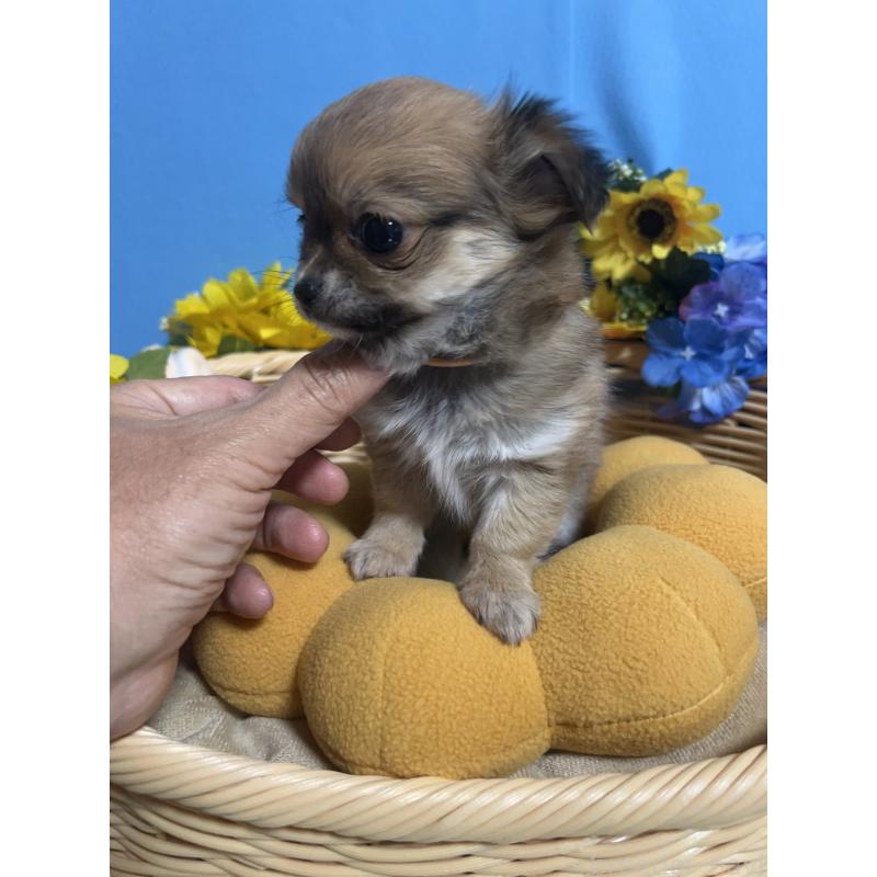 販売中の福岡県のチワワ(ロングコート)-436733の4枚目