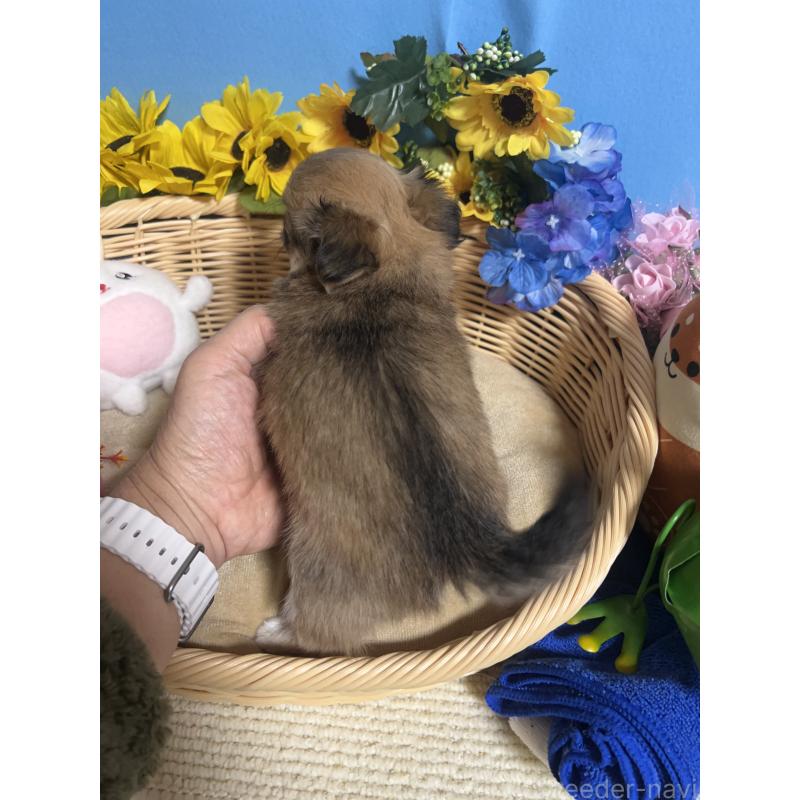 販売中の福岡県のチワワ(ロングコート)-436733の2枚目