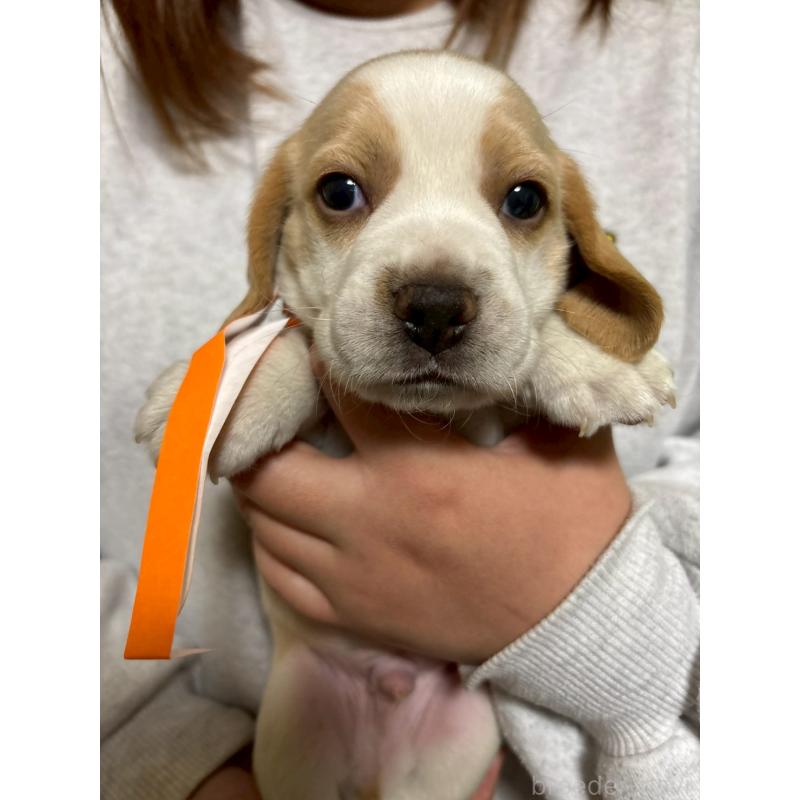 成約済の栃木県のビーグル-436059の4枚目