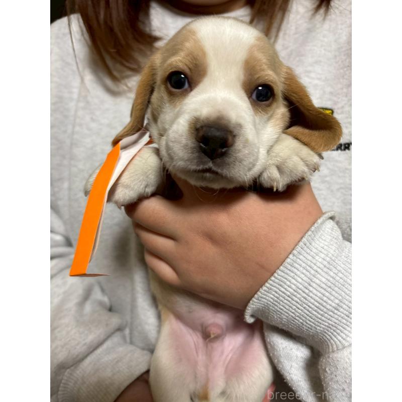 成約済の栃木県のビーグル-436059の3枚目