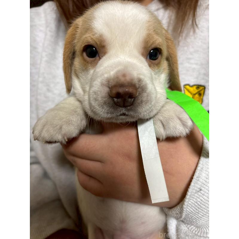 販売中の栃木県のビーグル-436057の7枚目