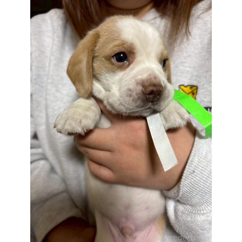 販売中の栃木県のビーグル-436057の6枚目