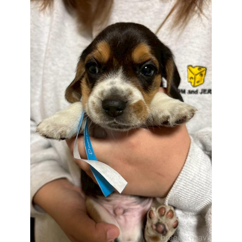 成約済の栃木県のビーグル-436055の3枚目