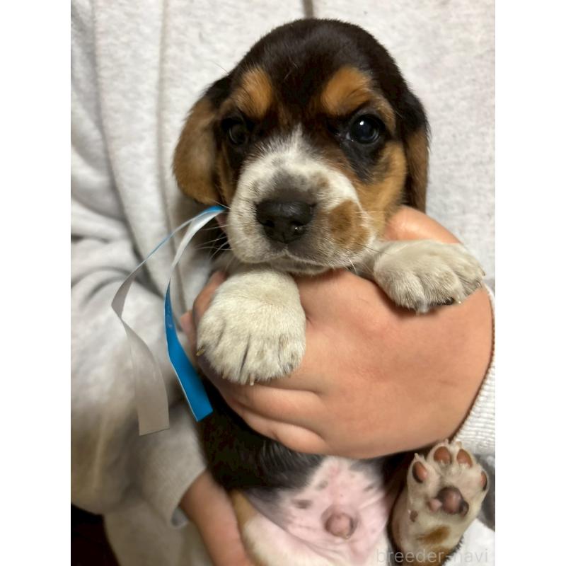 成約済の栃木県のビーグル-436055の2枚目