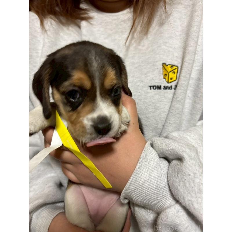 成約済の栃木県のビーグル-436053の7枚目